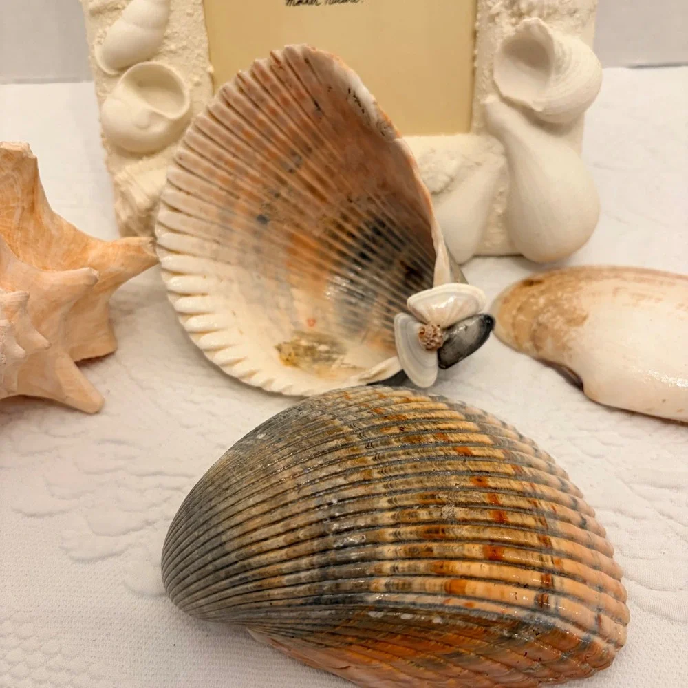 The Natural World Coastal Seashell Picture Frame & 4 Natural Shell Decor Conch